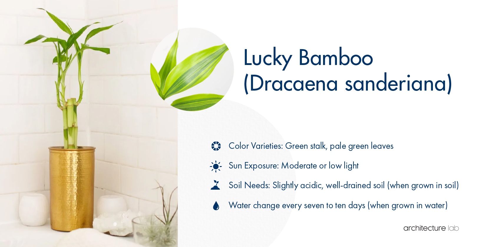 4. Lucky bamboo (dracaena sanderiana)