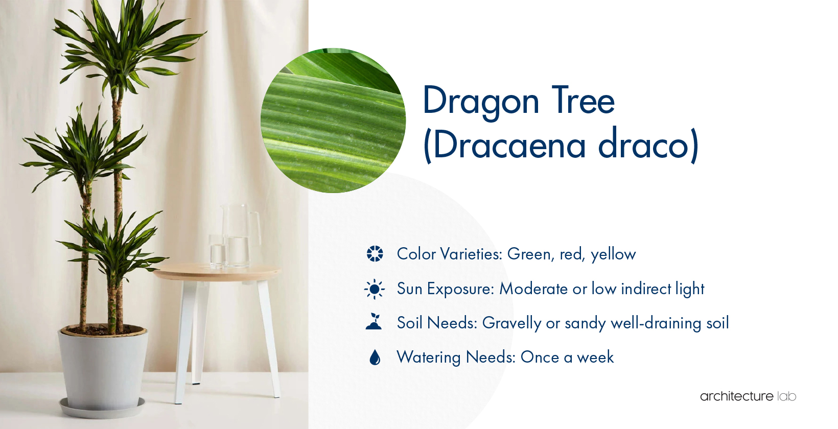 33 Best Bathroom Plants For Low Light And High Humidity 5. Dragon tree (dracaena draco)