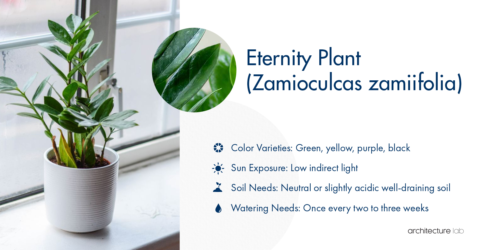 33 Best Bathroom Plants For Low Light And High Humidity 6. Eternity plant (zamioculcas zamiifolia)