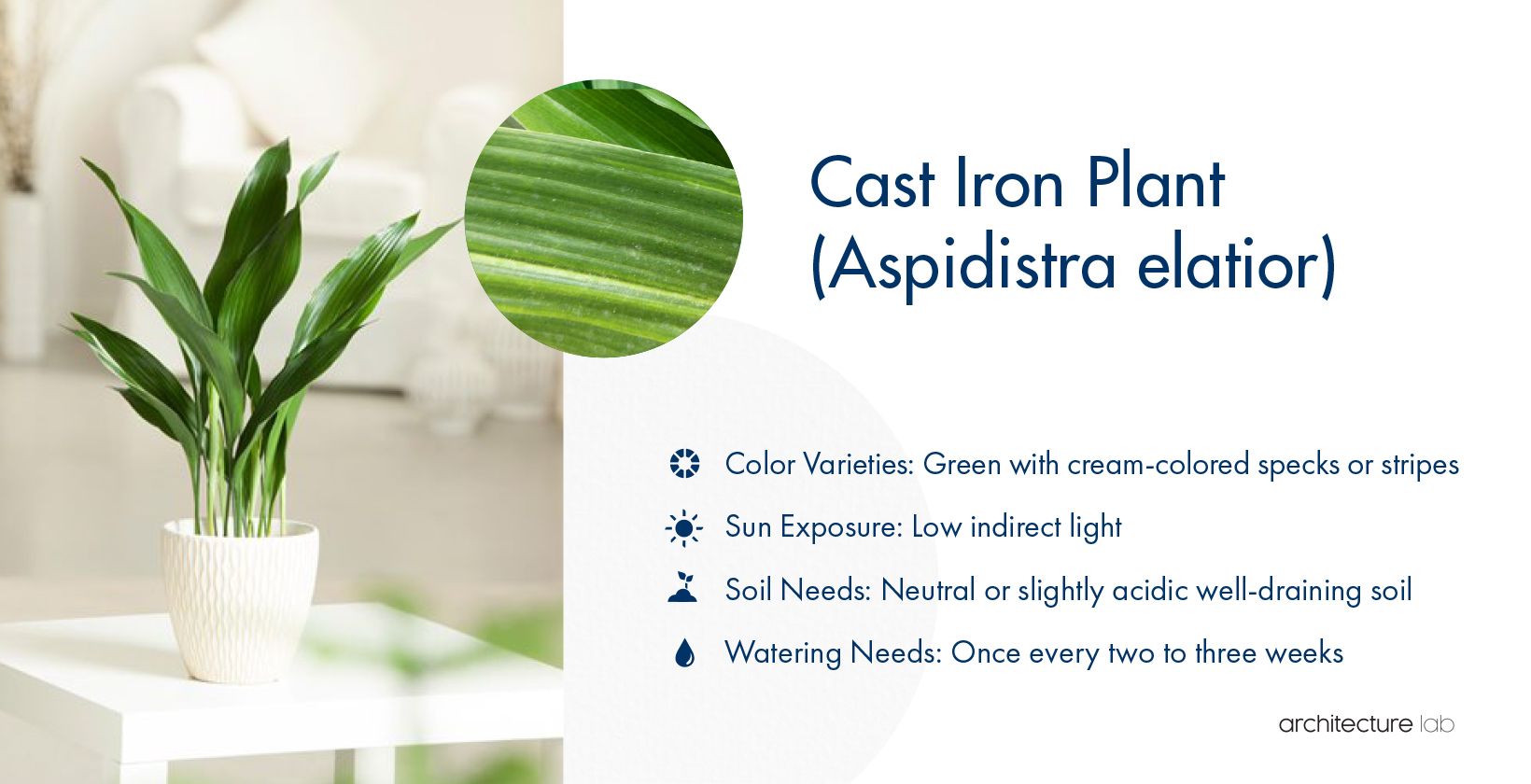 33 Best Bathroom Plants For Low Light And High Humidity 7. Cast iron plant (aspidistra elatior)