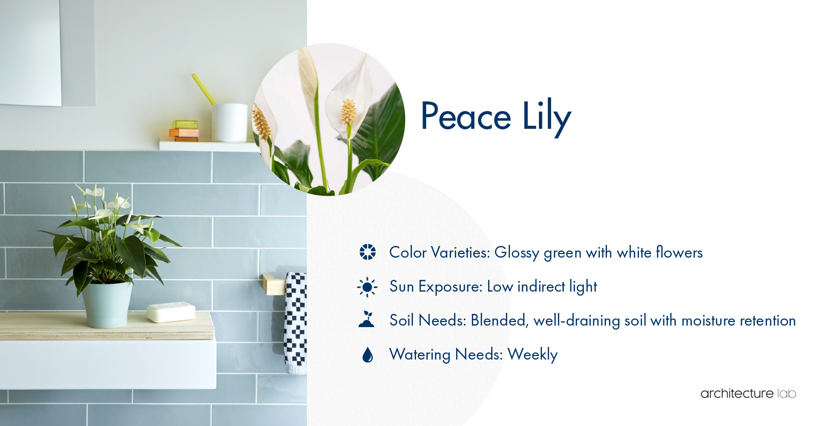 33 Best Bathroom Plants For Low Light And High Humidity 8. Peace lily