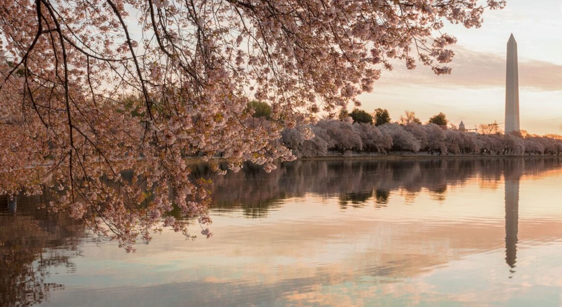 Architectural landmark: washington monument cherry blossoms © nate lee
