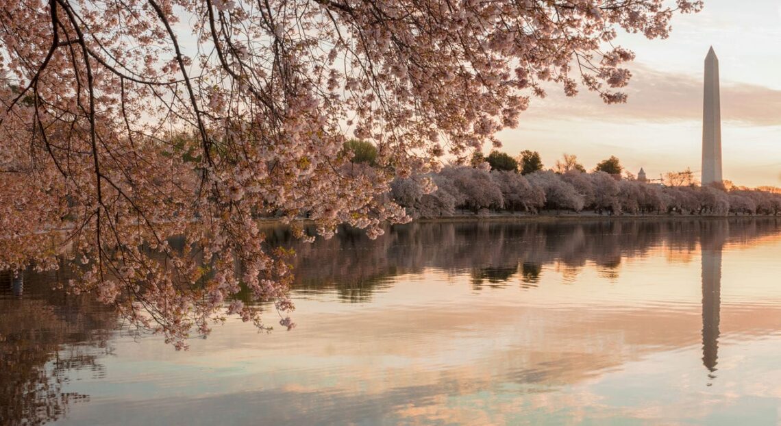 20 Famous Architectural Landmarks In The United States For Architects 260 Architectural landmark: washington monument cherry blossoms ยฉ nate lee