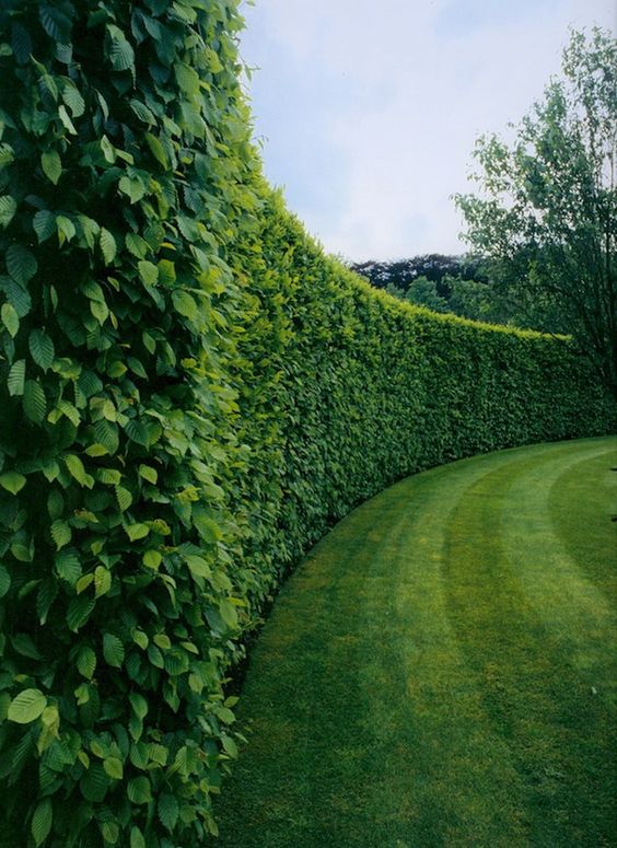 12. A wall of green