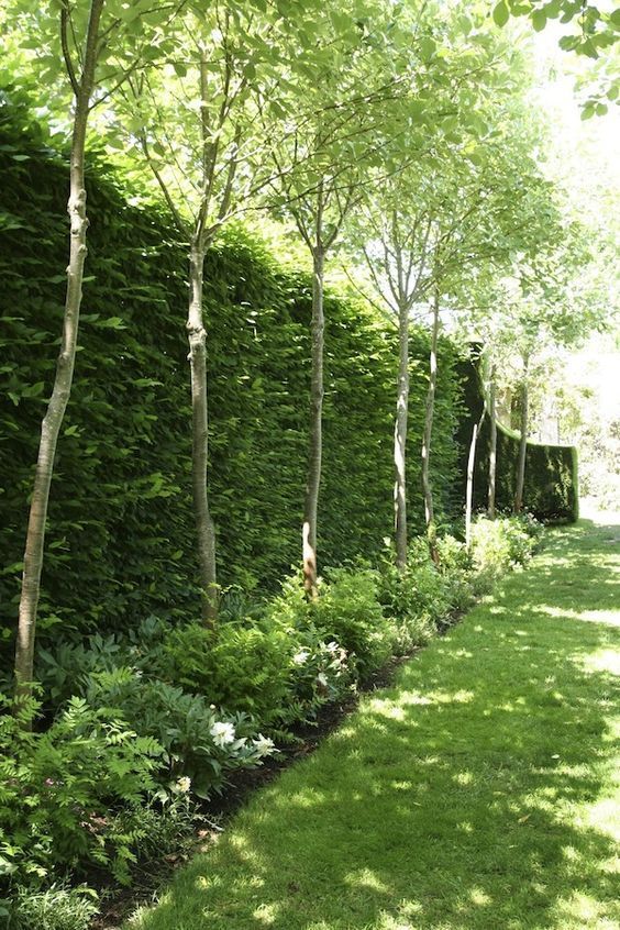 12. A wall of green