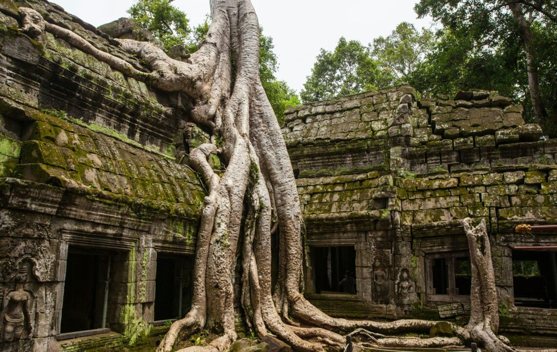 Architectural landmark: angkor wat tree in ta prohm temple © daniel lienert