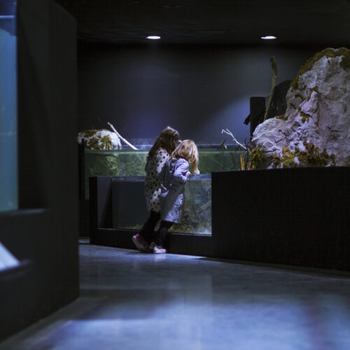 Karlovac Freshwater Aquarium And River Museum / 3Lhd 9 Karlovac freshwater aquarium and river museum / 3lhd