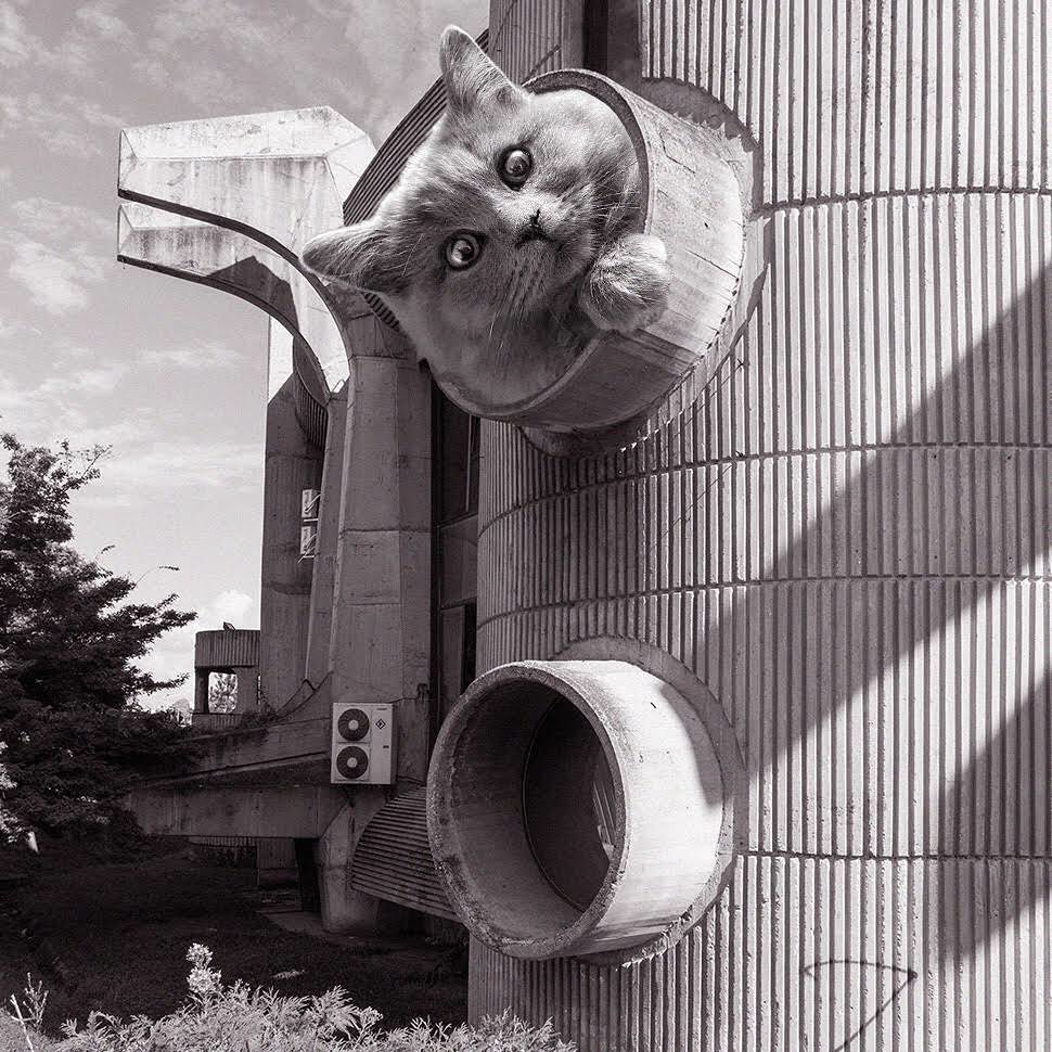 Cats of brutalism: making brutal architecture a little furrier