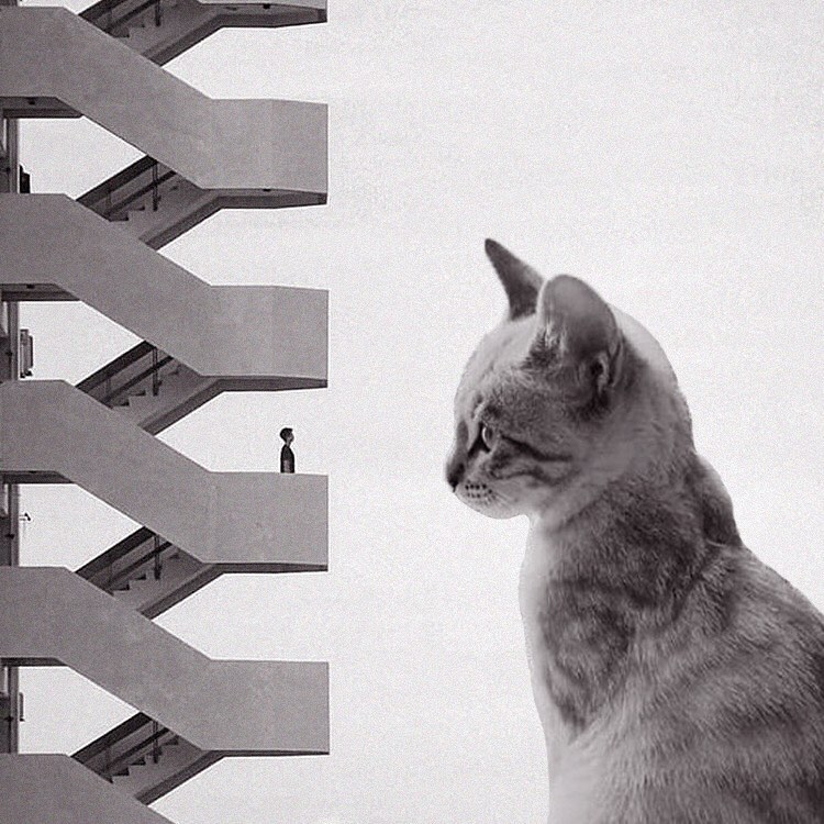 Cats of brutalism: making brutal architecture a little furrier