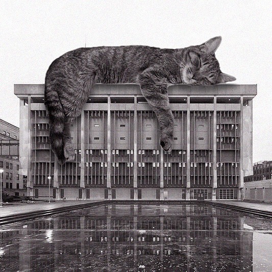 Cats of brutalism: making brutal architecture a little furrier