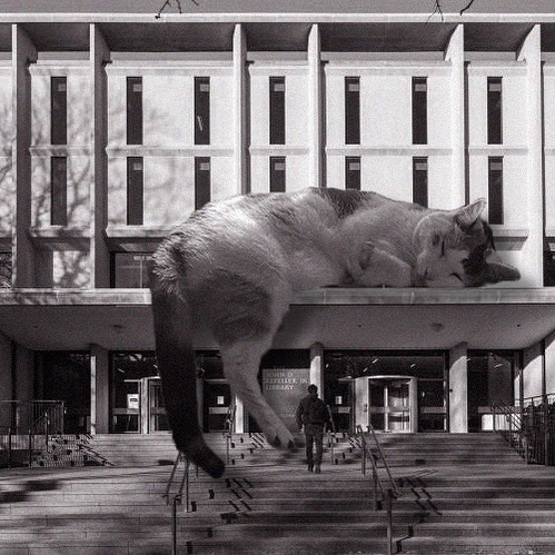 Cats of brutalism: making brutal architecture a little furrier
