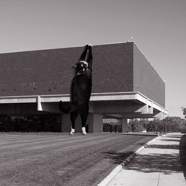 Cats of brutalism: making brutal architecture a little furrier