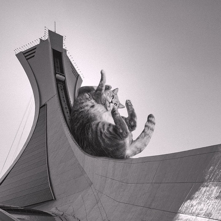 Cats of brutalism: making brutal architecture a little furrier