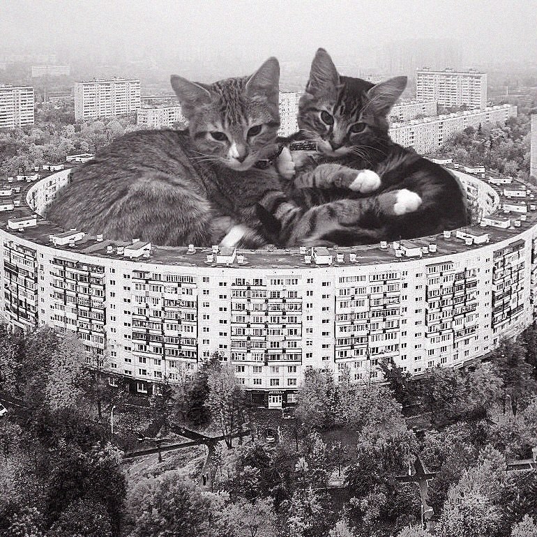 Cats of brutalism: making brutal architecture a little furrier