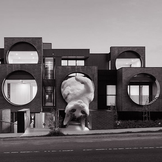 Cats of brutalism: making brutal architecture a little furrier