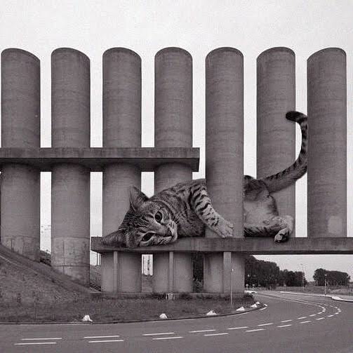 Cats of brutalism: making brutal architecture a little furrier