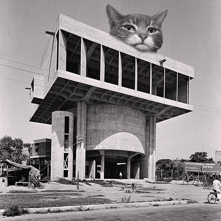 Cats of brutalism: making brutal architecture a little furrier