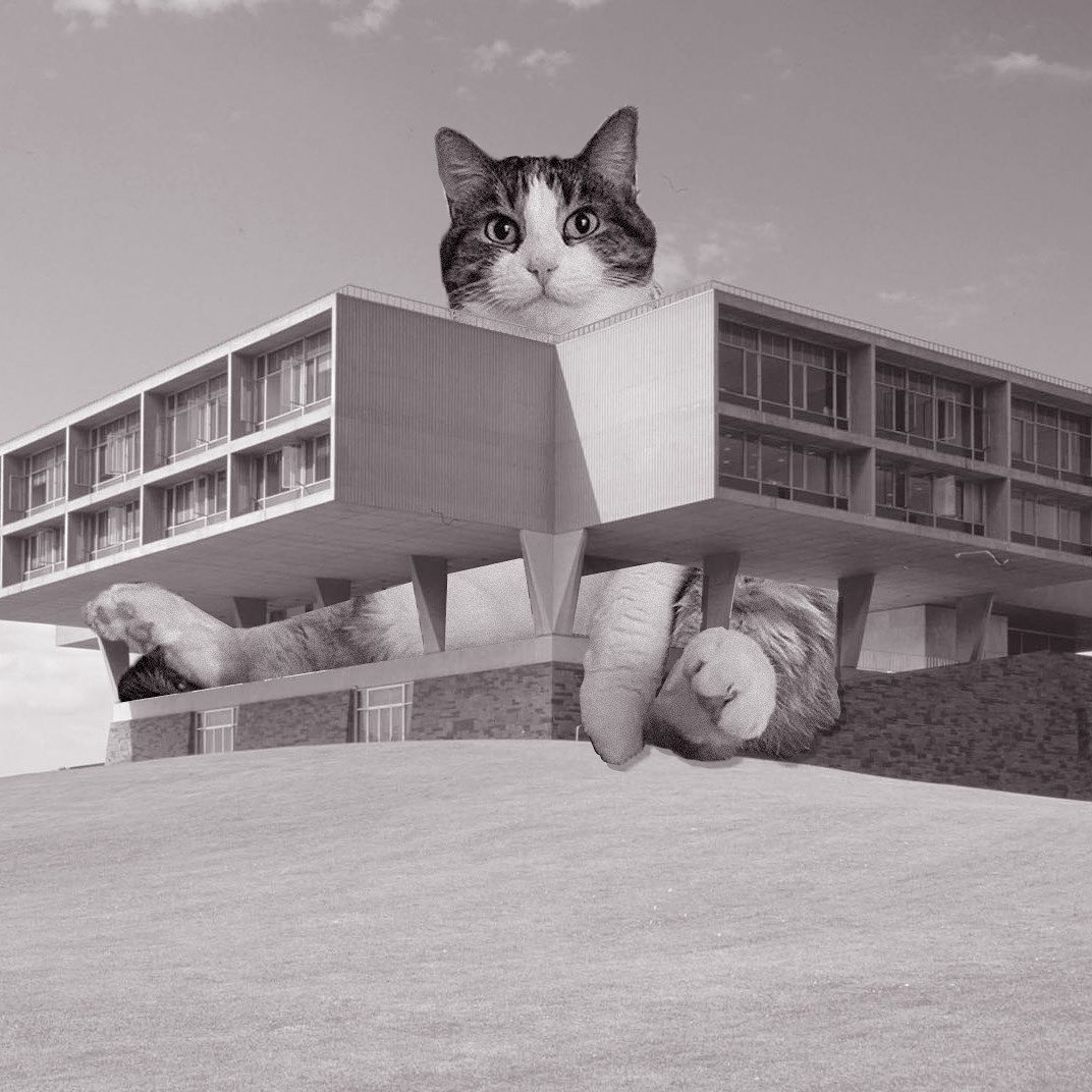 Cats of brutalism: making brutal architecture a little furrier
