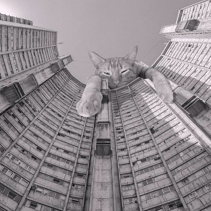 Cats of brutalism: making brutal architecture a little furrier