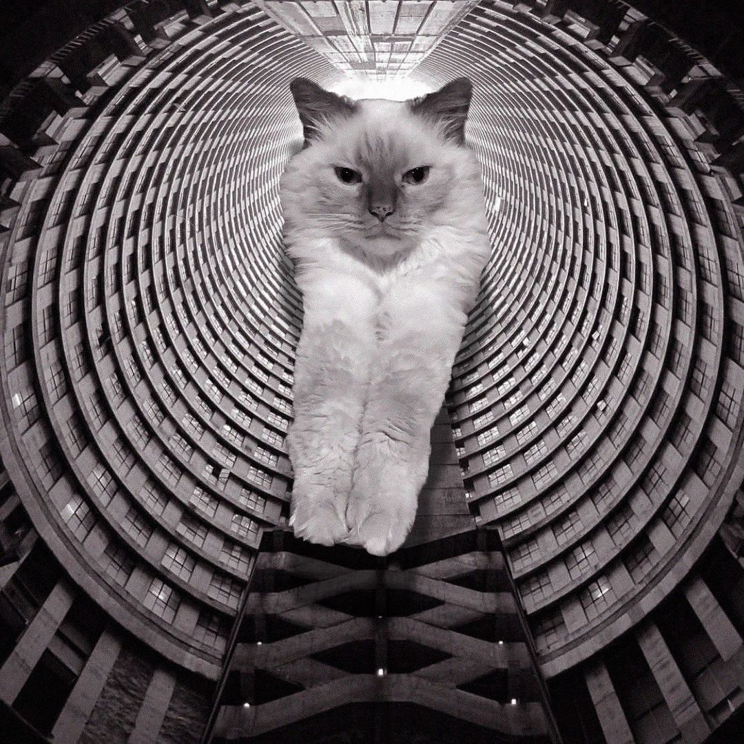 Cats of brutalism: making brutal architecture a little furrier