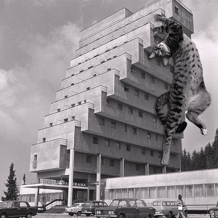 Cats of brutalism: making brutal architecture a little furrier