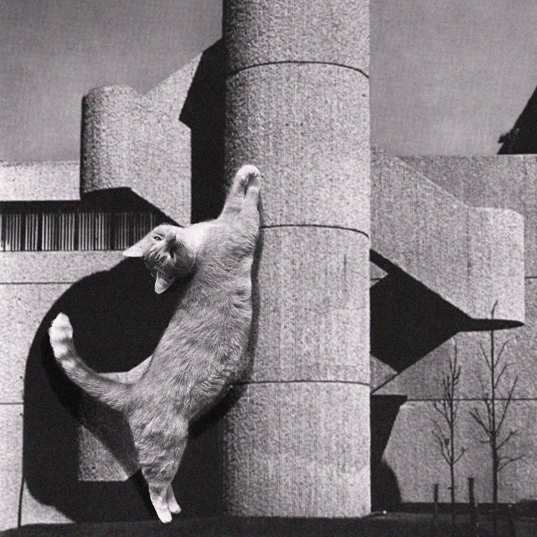 Cats of brutalism: making brutal architecture a little furrier