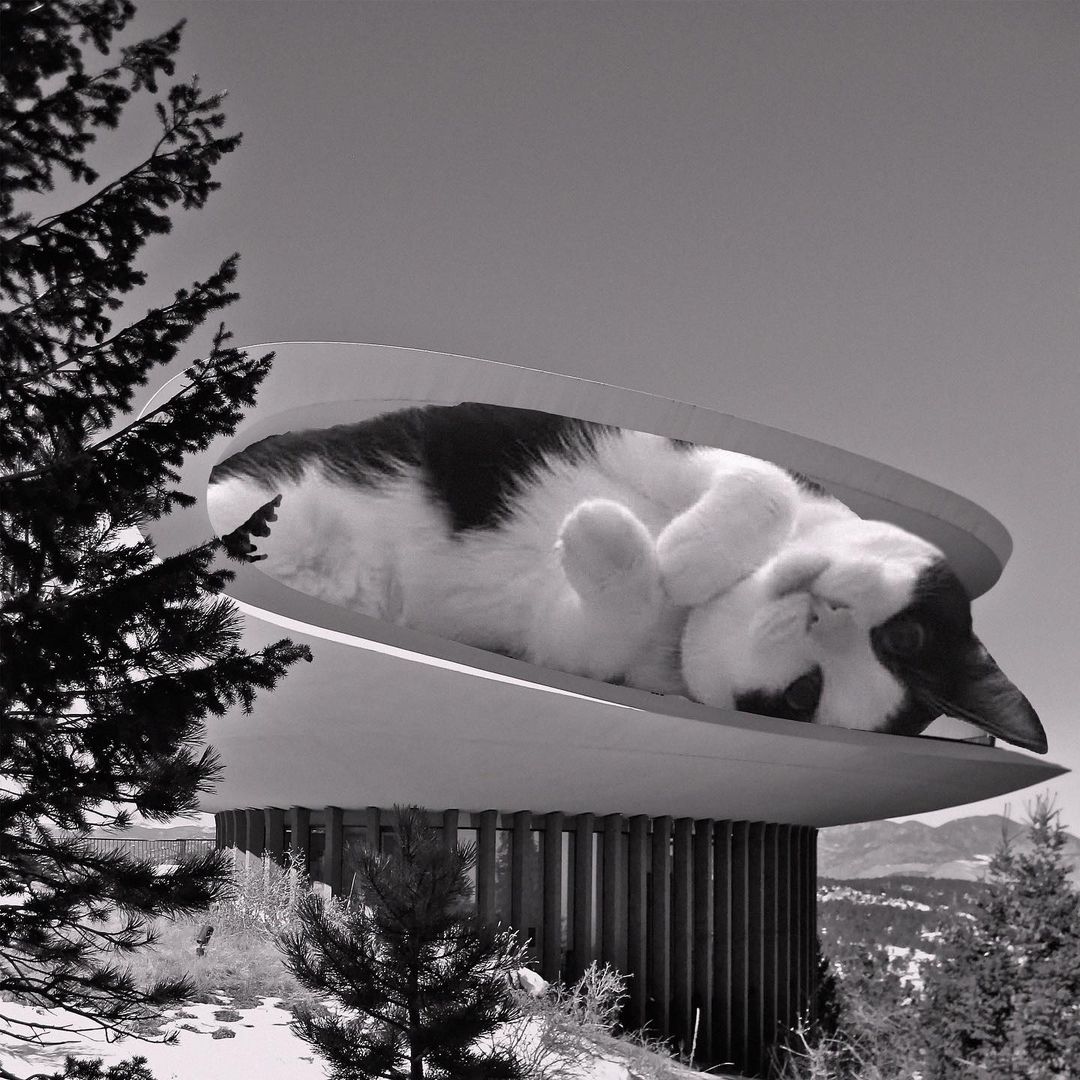 Cats of brutalism: making brutal architecture a little furrier