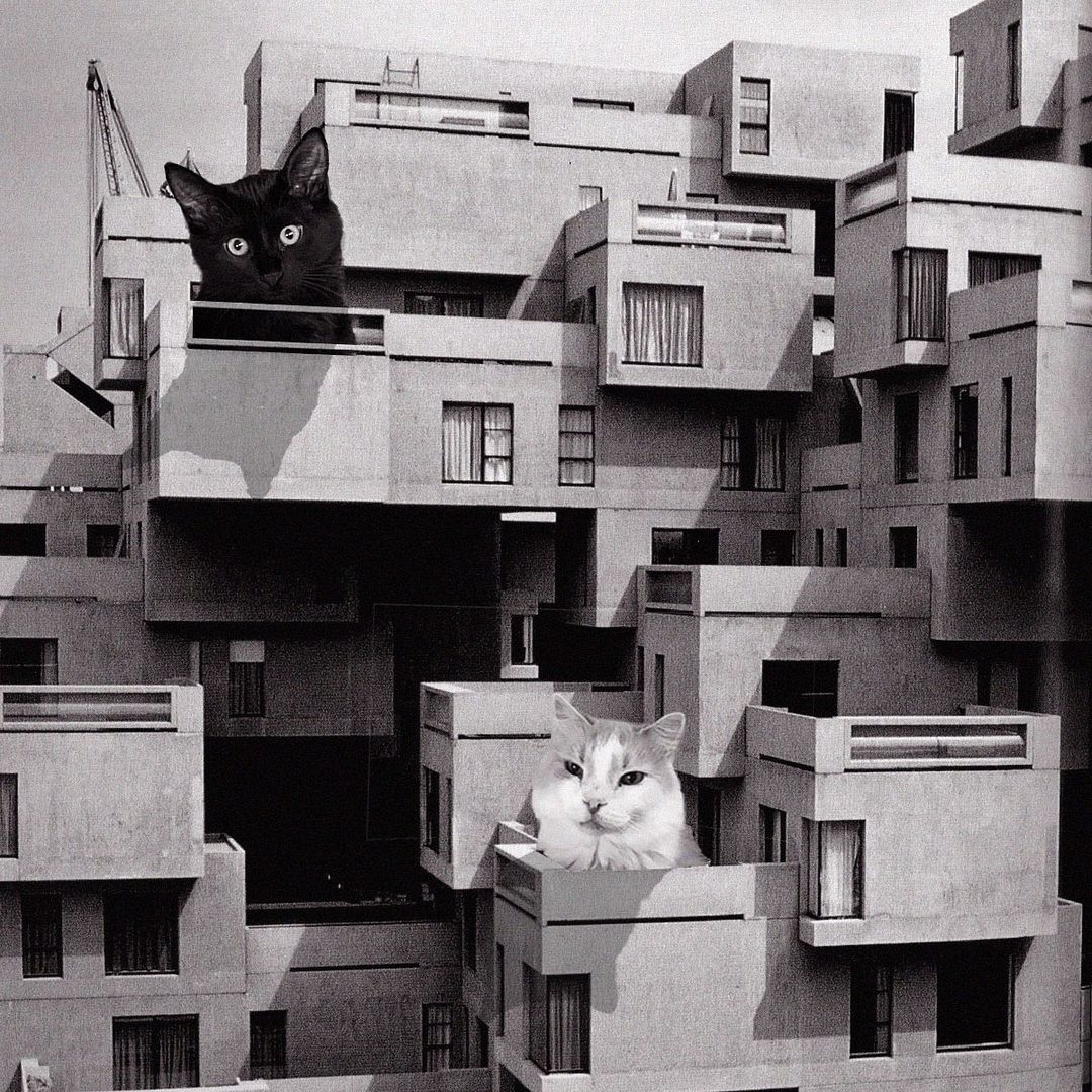 Cats of brutalism: making brutal architecture a little furrier