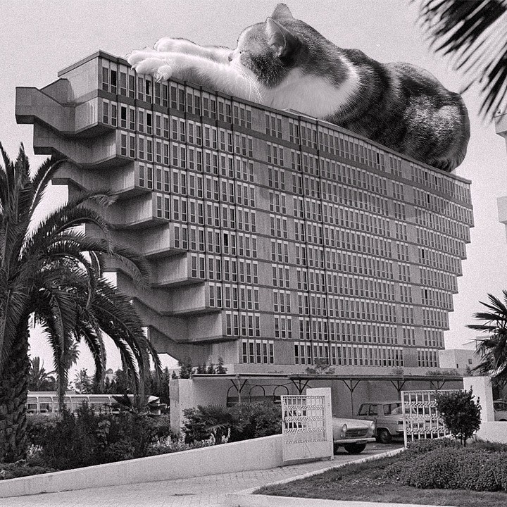 Cats of brutalism: making brutal architecture a little furrier
