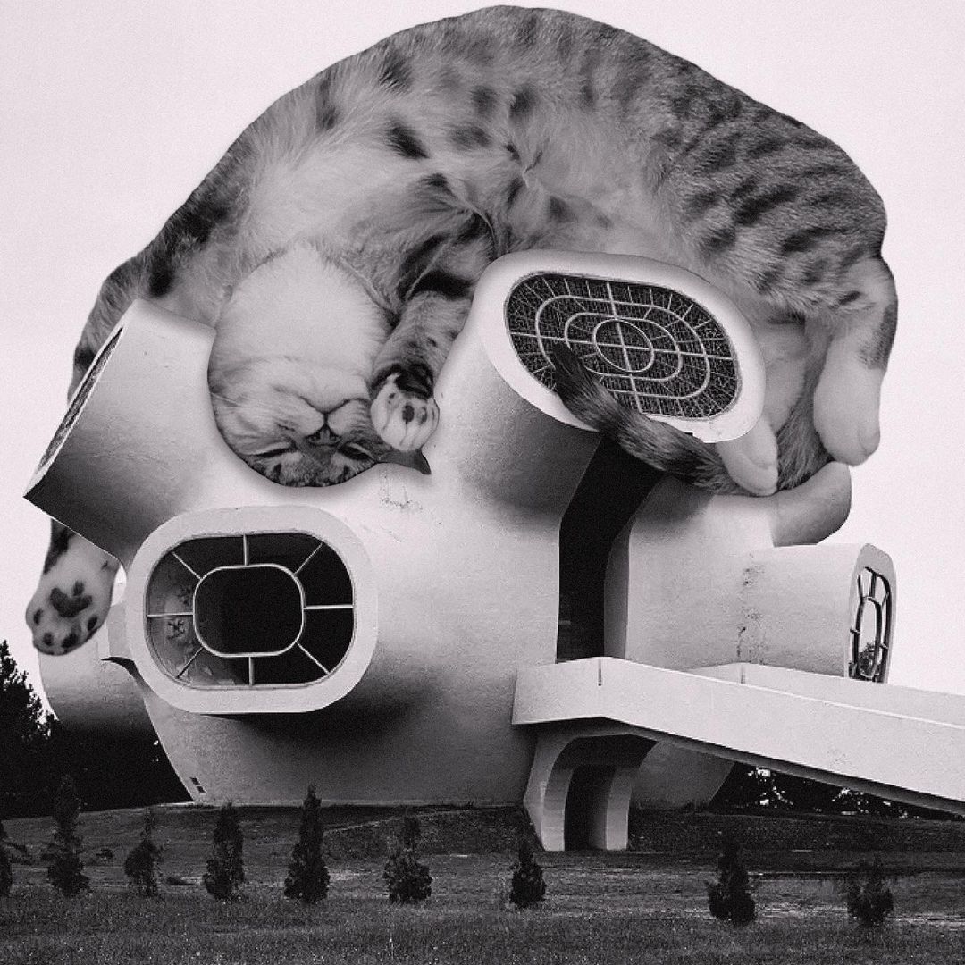 Cats of brutalism: making brutal architecture a little furrier
