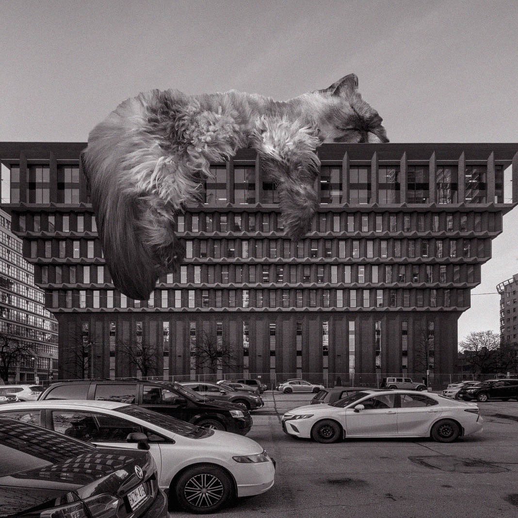 Cats of brutalism: making brutal architecture a little furrier