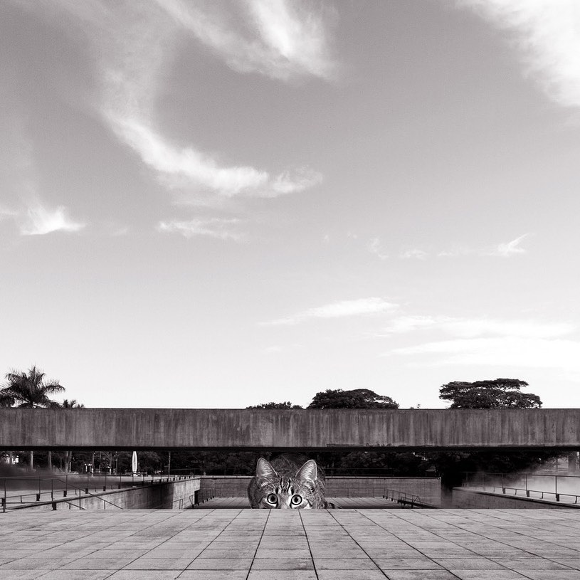 Cats of brutalism: making brutal architecture a little furrier