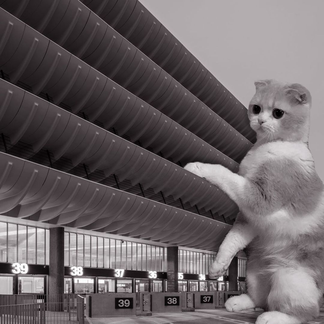 Cats of brutalism: making brutal architecture a little furrier
