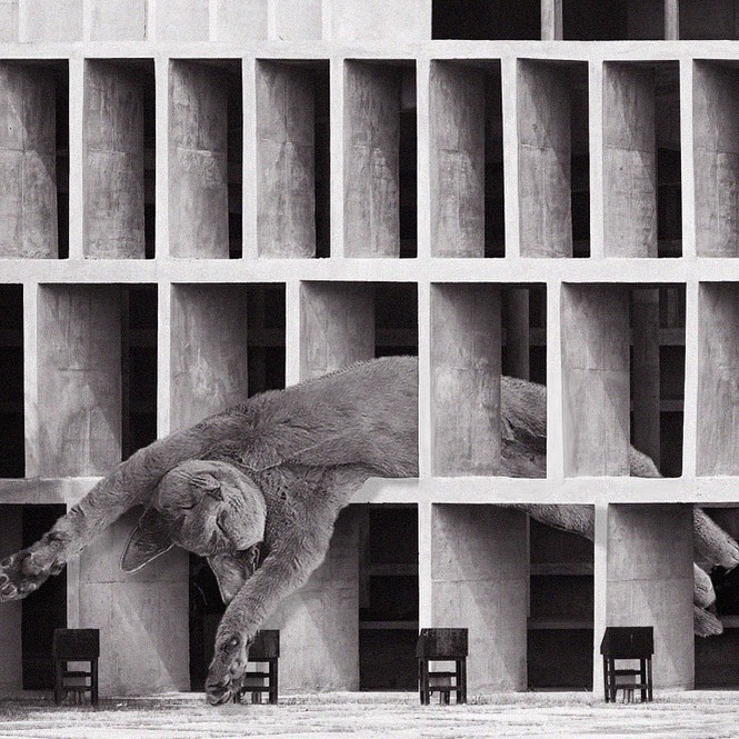 Cats of brutalism: making brutal architecture a little furrier