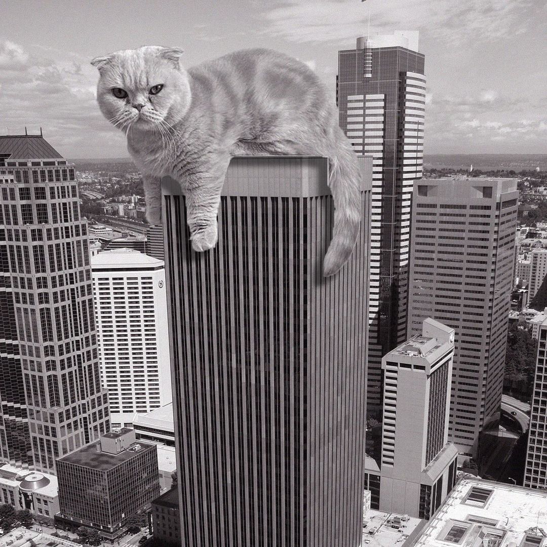 Cats of brutalism: making brutal architecture a little furrier
