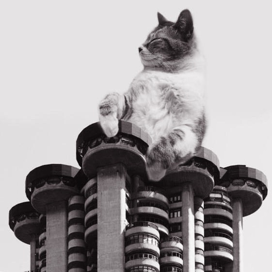 Cats of brutalism: making brutal architecture a little furrier