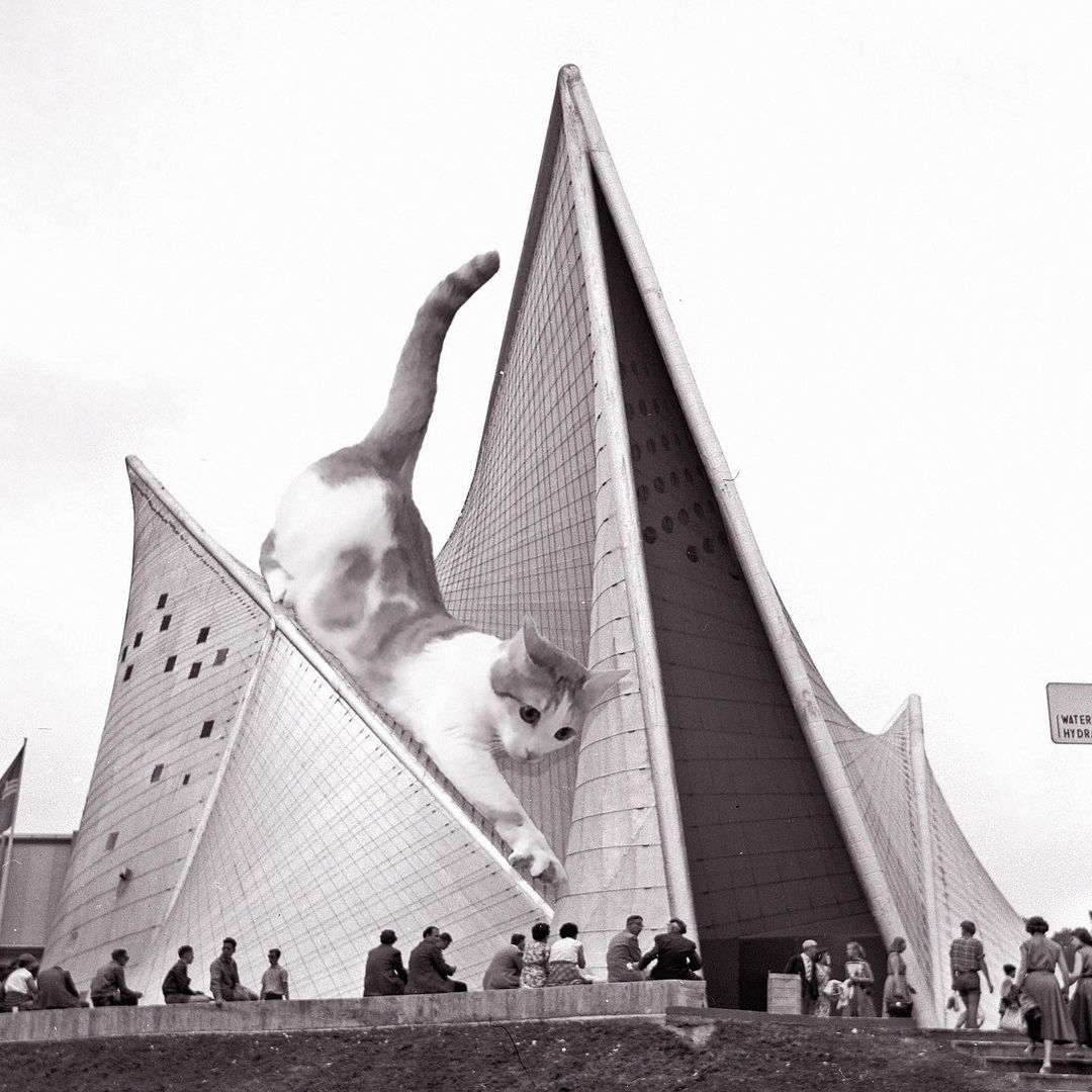 Cats of brutalism: making brutal architecture a little furrier