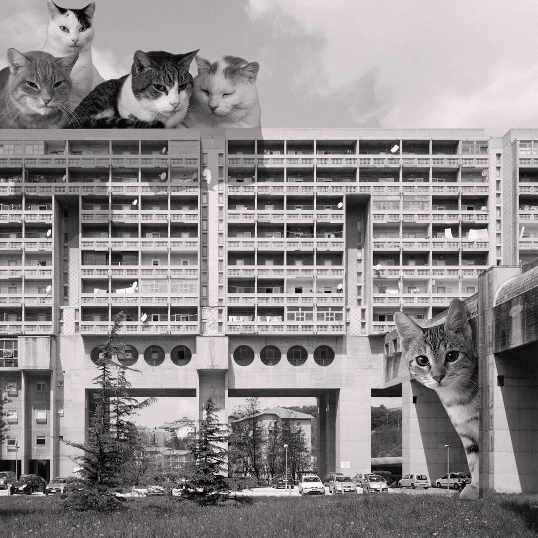 Cats of brutalism: making brutal architecture a little furrier