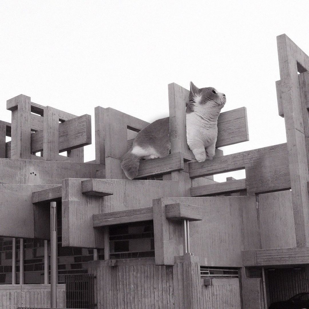 Cats of brutalism: making brutal architecture a little furrier