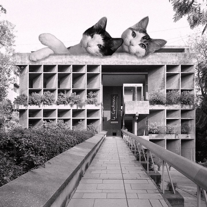 Cats of brutalism: making brutal architecture a little furrier