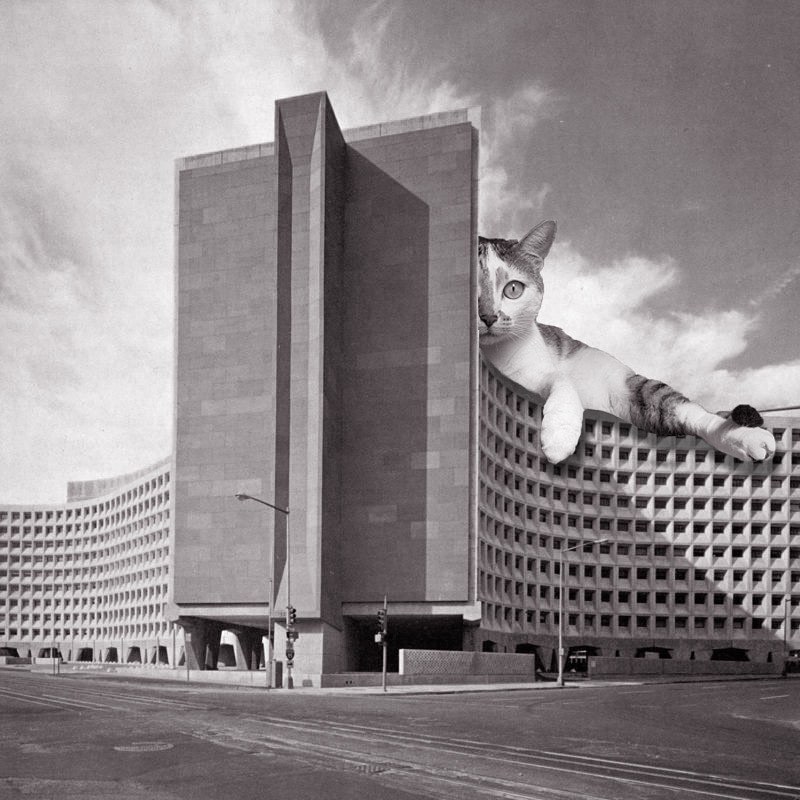 Cats of brutalism: making brutal architecture a little furrier