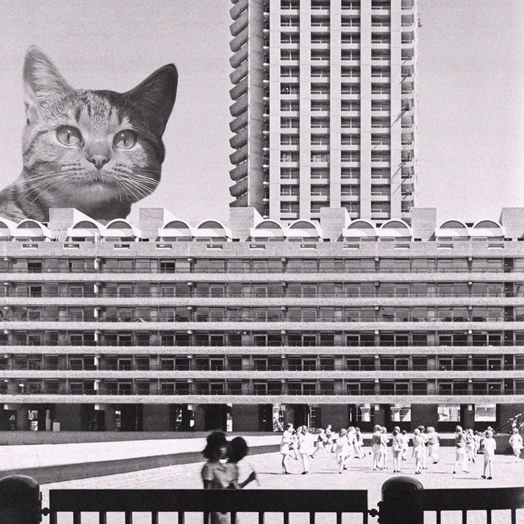 Cats of brutalism: making brutal architecture a little furrier