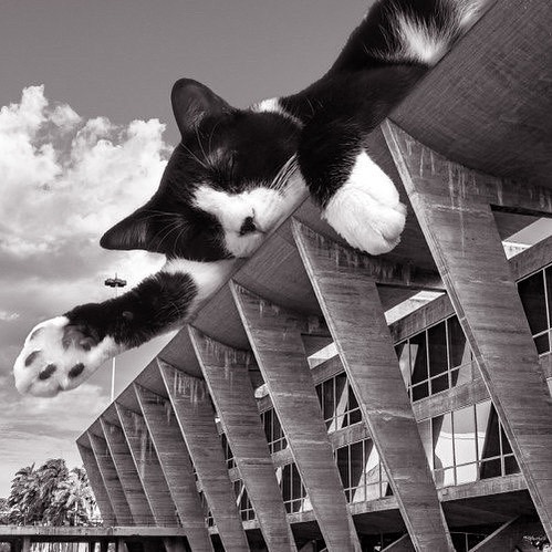 Cats of brutalism: making brutal architecture a little furrier