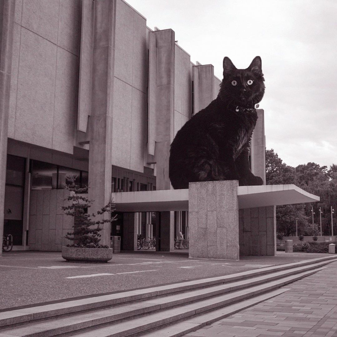 Cats of brutalism: making brutal architecture a little furrier