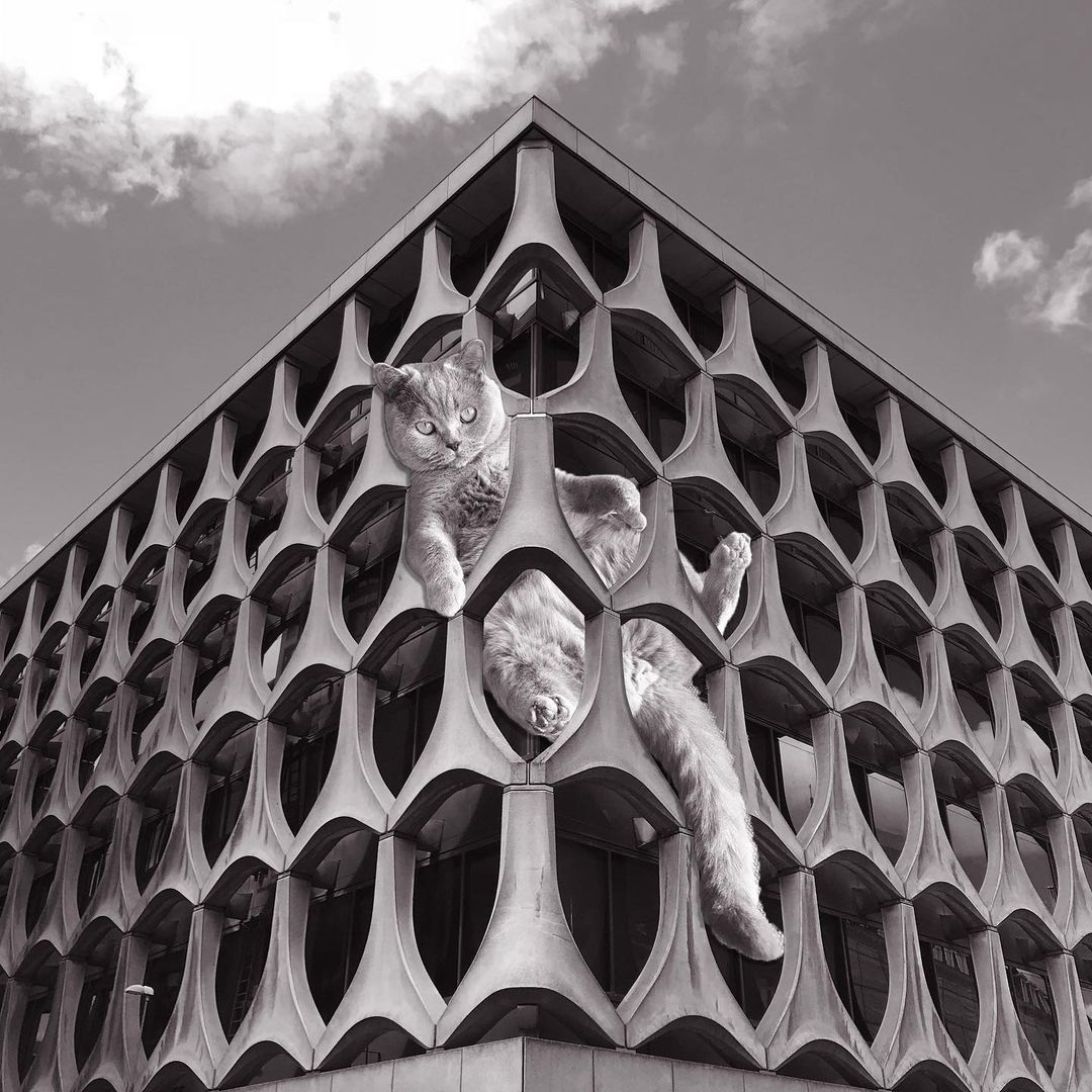 Cats of brutalism: making brutal architecture a little furrier