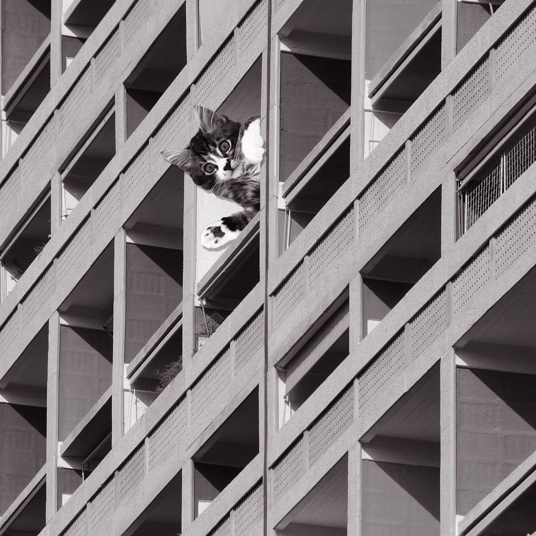 Cats of brutalism: making brutal architecture a little furrier