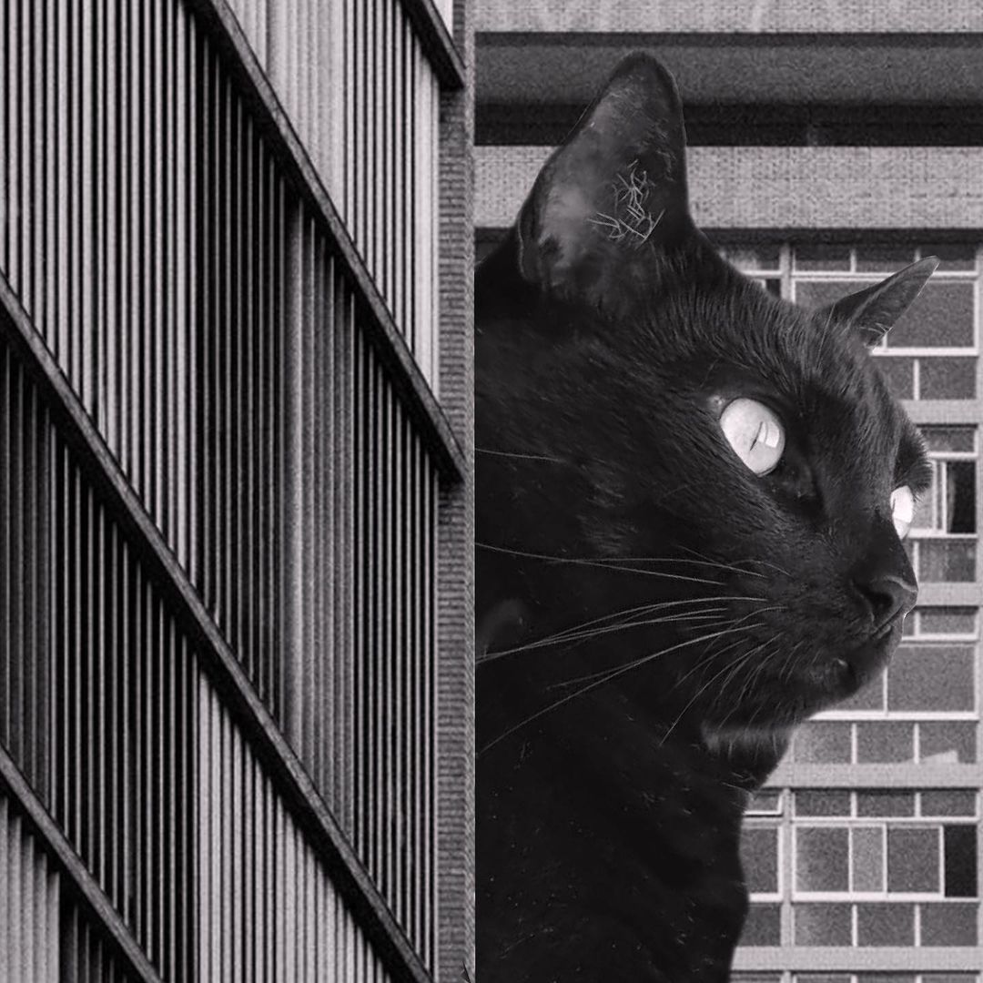 Cats of brutalism: making brutal architecture a little furrier