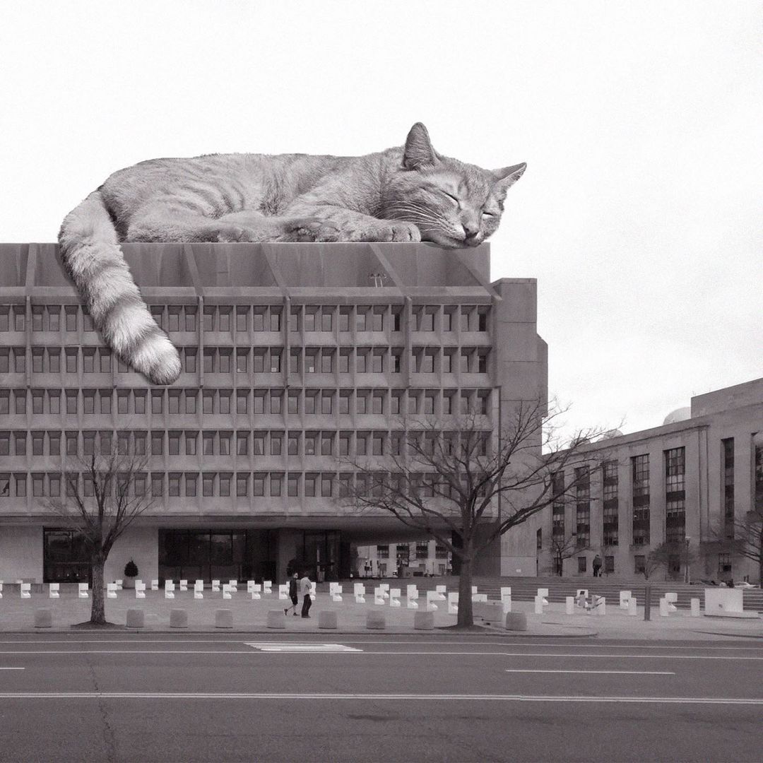 Cats of brutalism: making brutal architecture a little furrier