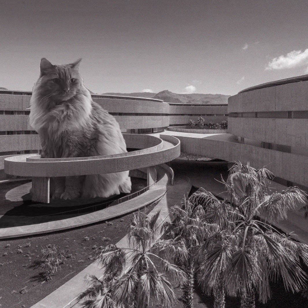 Cats of brutalism: making brutal architecture a little furrier