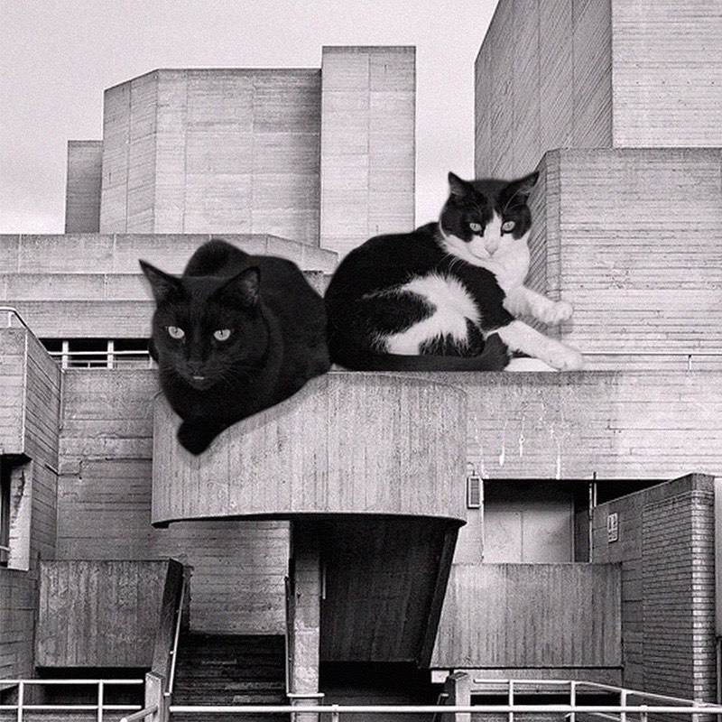 Cats of brutalism: making brutal architecture a little furrier